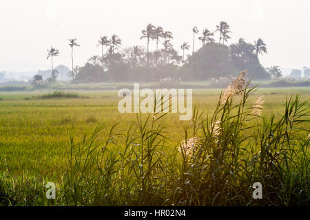 Risaie con albero di cocco in Kerala, India Foto Stock