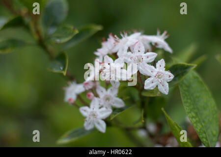 Kalmia latifolia 'Sfischio Star' Foto Stock