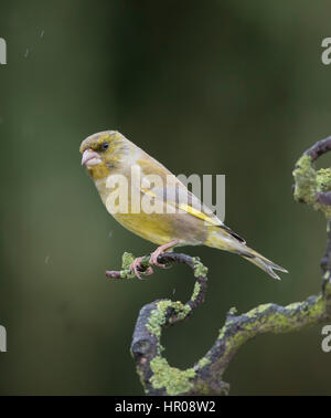 Verdone (Carduelis chloris) su un lichene ramo coperto, sotto la pioggia, Febbraio,2017 Foto Stock