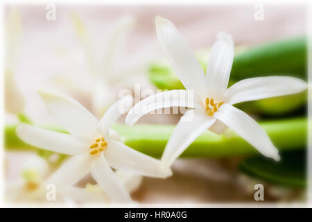 Close-up di giacinto delicati fiori. Molla floreale delicato sfondo romantico, il fuoco selettivo. Per il modello romantico, carta da parati o banner design. Foto Stock