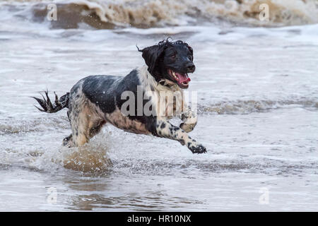 Cani al giorno fuori, Ainsdale, Merseyside. 26 feb 2017. "Holly' il bellissimo springer spaniel ha un tempo fantastico a caccia di onde sulla spiaggia Ainsdale vicino a Southport nel Merseyside. La marea fornisce la perfetta giochi per lei per eseguire alcune delle sua inesauribile energia prima del ritorno a casa per bathtime. Credito: Cernan Elias/Alamy Live News Foto Stock