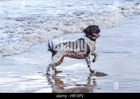 Cani al giorno fuori, Ainsdale, Merseyside. 26 feb 2017. "Holly' il bellissimo springer spaniel ha un tempo fantastico a caccia di onde sulla spiaggia Ainsdale vicino a Southport nel Merseyside. La marea fornisce la perfetta giochi per lei per eseguire alcune delle sua inesauribile energia prima del ritorno a casa per bathtime. Credito: Cernan Elias/Alamy Live News Foto Stock