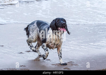 Cani al giorno fuori, Ainsdale, Merseyside. 26 feb 2017. "Holly' il bellissimo springer spaniel ha un tempo fantastico a caccia di onde sulla spiaggia Ainsdale vicino a Southport nel Merseyside. La marea fornisce la perfetta giochi per lei per eseguire alcune delle sua inesauribile energia prima del ritorno a casa per bathtime. Credito: Cernan Elias/Alamy Live News Foto Stock