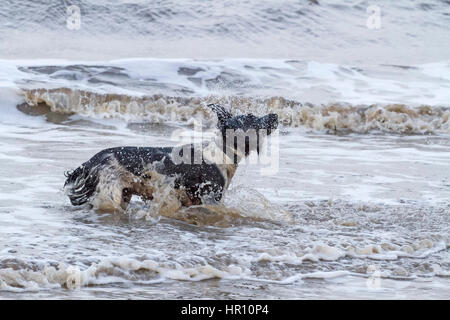 Cani al giorno fuori, Ainsdale, Merseyside. 26 feb 2017. "Holly' il bellissimo springer spaniel ha un tempo fantastico a caccia di onde sulla spiaggia Ainsdale vicino a Southport nel Merseyside. La marea fornisce la perfetta giochi per lei per eseguire alcune delle sua inesauribile energia prima del ritorno a casa per bathtime. Credito: Cernan Elias/Alamy Live News Foto Stock