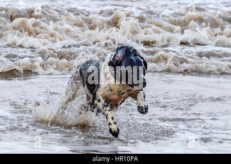 Cani al giorno fuori, Ainsdale, Merseyside. 26 feb 2017. "Holly' il bellissimo springer spaniel ha un tempo fantastico a caccia di onde sulla spiaggia Ainsdale vicino a Southport nel Merseyside. La marea fornisce la perfetta giochi per lei per eseguire alcune delle sua inesauribile energia prima del ritorno a casa per bathtime. Credito: Cernan Elias/Alamy Live News Foto Stock