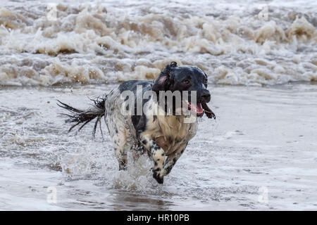 Cani al giorno fuori, Ainsdale, Merseyside. 26 feb 2017. "Holly' il bellissimo springer spaniel ha un tempo fantastico a caccia di onde sulla spiaggia Ainsdale vicino a Southport nel Merseyside. La marea fornisce la perfetta giochi per lei per eseguire alcune delle sua inesauribile energia prima del ritorno a casa per bathtime. Credito: Cernan Elias/Alamy Live News Foto Stock