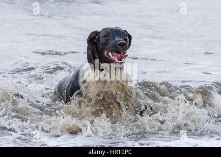 Cani al giorno fuori, Ainsdale, Merseyside. 26 feb 2017. "Holly' il bellissimo springer spaniel ha un tempo fantastico a caccia di onde sulla spiaggia Ainsdale vicino a Southport nel Merseyside. La marea fornisce la perfetta giochi per lei per eseguire alcune delle sua inesauribile energia prima del ritorno a casa per bathtime. Credito: Cernan Elias/Alamy Live News Foto Stock