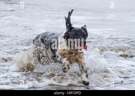 Cani al giorno fuori, Ainsdale, Merseyside. 26 feb 2017. "Holly' il bellissimo springer spaniel ha un tempo fantastico a caccia di onde sulla spiaggia Ainsdale vicino a Southport nel Merseyside. La marea fornisce la perfetta giochi per lei per eseguire alcune delle sua inesauribile energia prima del ritorno a casa per bathtime. Credito: Cernan Elias/Alamy Live News Foto Stock