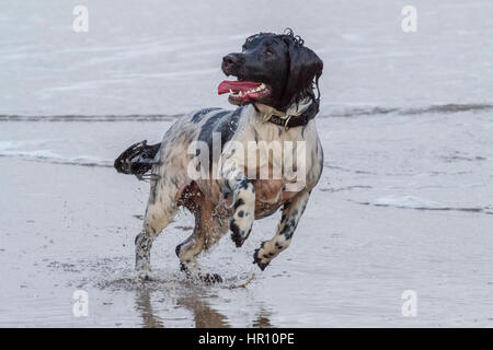 Cani al giorno fuori, Ainsdale, Merseyside. 26 feb 2017. "Holly' il bellissimo springer spaniel ha un tempo fantastico a caccia di onde sulla spiaggia Ainsdale vicino a Southport nel Merseyside. La marea fornisce la perfetta giochi per lei per eseguire alcune delle sua inesauribile energia prima del ritorno a casa per bathtime. Credito: Cernan Elias/Alamy Live News Foto Stock