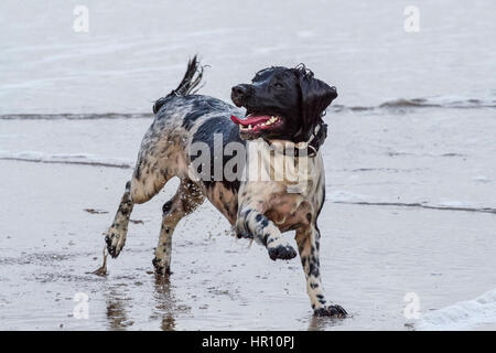 Cani al giorno fuori, Ainsdale, Merseyside. 26 feb 2017. "Holly' il bellissimo springer spaniel ha un tempo fantastico a caccia di onde sulla spiaggia Ainsdale vicino a Southport nel Merseyside. La marea fornisce la perfetta giochi per lei per eseguire alcune delle sua inesauribile energia prima del ritorno a casa per bathtime. Credito: Cernan Elias/Alamy Live News Foto Stock