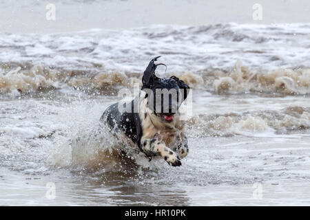 Cani al giorno fuori, Ainsdale, Merseyside. 26 feb 2017. "Holly' il bellissimo springer spaniel ha un tempo fantastico a caccia di onde sulla spiaggia Ainsdale vicino a Southport nel Merseyside. La marea fornisce la perfetta giochi per lei per eseguire alcune delle sua inesauribile energia prima del ritorno a casa per bathtime. Credito: Cernan Elias/Alamy Live News Foto Stock