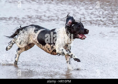 Cani al giorno fuori, Ainsdale, Merseyside. 26 feb 2017. "Holly' il bellissimo springer spaniel ha un tempo fantastico a caccia di onde sulla spiaggia Ainsdale vicino a Southport nel Merseyside. La marea fornisce la perfetta giochi per lei per eseguire alcune delle sua inesauribile energia prima del ritorno a casa per bathtime. Credito: Cernan Elias/Alamy Live News Foto Stock