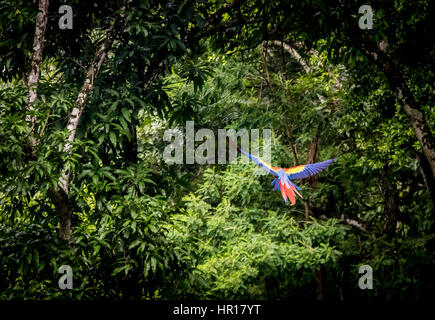 Scarlet Macaws battenti - Copan, Honduras Foto Stock