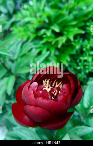 Paeonia lactiflora Buckeye Belle, peonia, peonie, rosso, fiori, fiori, fioritura, piante erbacee perenni, RM Floral Foto Stock