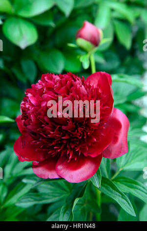 Paeonia lactiflora Red fascino, peonia, peonie, rosso, fiori, fiori, fioritura, piante erbacee perenni, RM Floral Foto Stock
