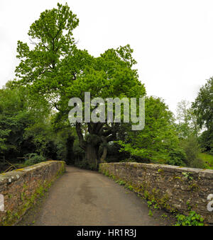 Castanea sativa, Castagno presso Millbrook Bridge Foto Stock