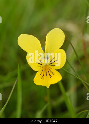 Mountain Pansy, Viola lutea sul Epynt Foto Stock