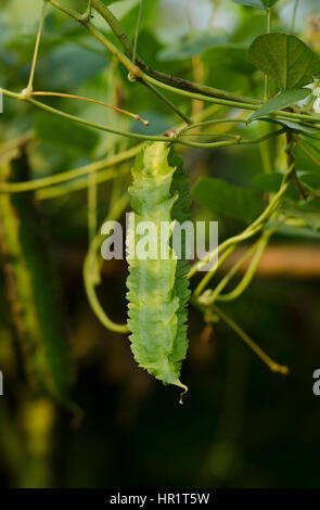 Organico verde fagiolo alato (Principessa di fagiolo asparago/pea) in impianti di mattina. Foto Stock