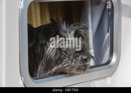 Scottish Terrier guardando fuori del suo finestrino di cabina Foto Stock