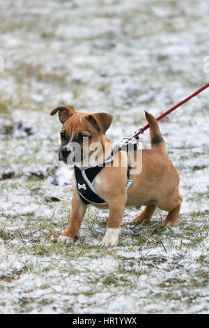 Caraffa (Jack Russell cross Pug) cucciolo sulla prima a piedi Foto Stock