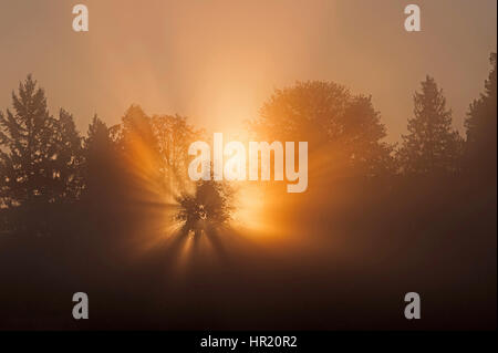 Raggi crepuscolari proveniente attraverso albero nella nebbia a sunrise Foto Stock