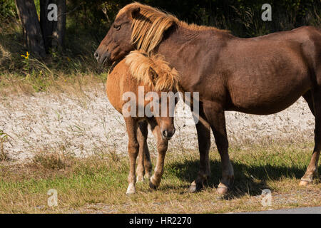 Assateague Pony (Equus caballus) colt interagenti con la sua madre in Assateague Island National Seashore Foto Stock