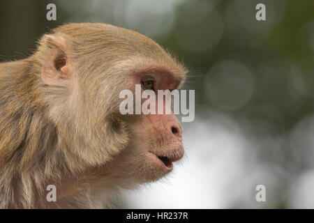 Rhesus macaque (mulatta di Macaca) a Uttarakhand, India Foto Stock