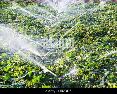 Impianto di irrigazione in funzione di irrigazione di piante agricole Foto Stock