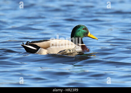 Un magnifico maschio Mallard duck nuoto su un laghetto Foto Stock