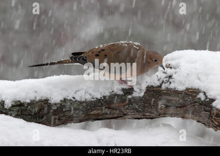 Un lutto colomba in cerca di cibo in una tempesta di neve in inverno Foto Stock