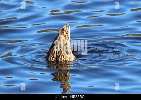 Una femmina di Mallard duck a dedicarmi per alimenti su un lago Foto Stock