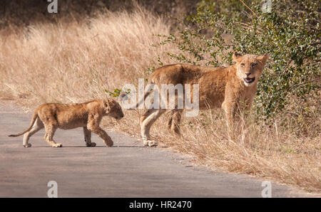 Lion cub e attraversare una strada nel Parco Nazionale di Kruger, Sud Africa Foto Stock