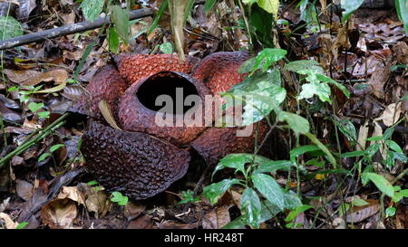 Rafflesia, il mondo la più grande fiore, in piena fioritura nella foresta  tropicale, Sabah Borneo, Malaysia Foto stock - Alamy