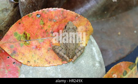 Piccola rana tropicale su una grande foglia arancione Foto Stock