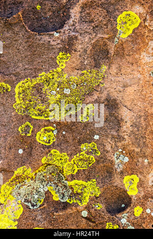 Close-up di parete di roccia & lichen; alghe; popolare con gli alpinisti; Penitente Canyon; Colorado; USA Foto Stock