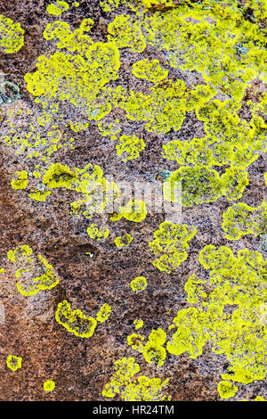 Close-up di parete di roccia & lichen; alghe; popolare con gli alpinisti; Penitente Canyon; Colorado; USA Foto Stock