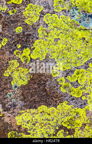 Close-up di parete di roccia & lichen; alghe; popolare con gli alpinisti; Penitente Canyon; Colorado; USA Foto Stock