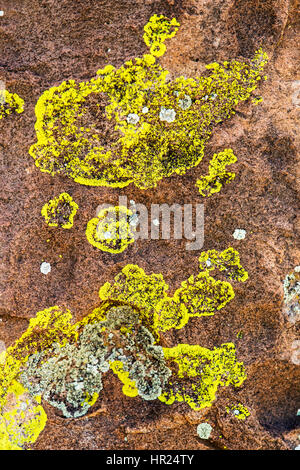 Close-up di parete di roccia & lichen; alghe; popolare con gli alpinisti; Penitente Canyon; Colorado; USA Foto Stock