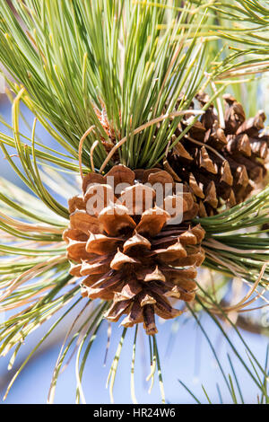 Cono di pino; Piñon Pine; Pinus monophylla; Pinus edulis; Penitente Canyon; Colorado; USA Foto Stock