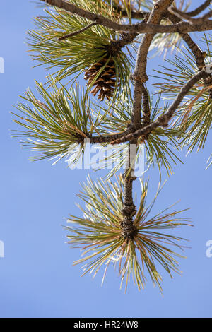 Cono di pino; Piñon Pine; Pinus monophylla; Pinus edulis; Penitente Canyon; Colorado; USA Foto Stock