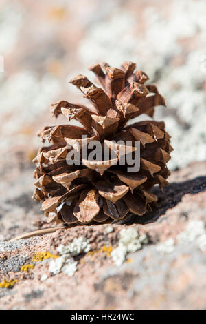 Cono di pino; Piñon Pine; Pinus monophylla; Pinus edulis; Penitente Canyon; Colorado; USA Foto Stock