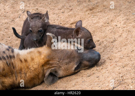 Femmina spotted Hyena (Crocuta crocuta) con due giovani cuccioli. Mantobeni, Sud Africa Foto Stock