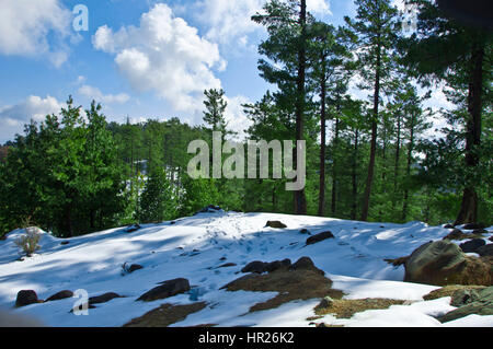 Nevicata nel mezzo di una foresta su nuvoloso/giorno di sole Foto Stock