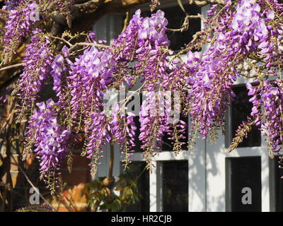 Wisteria sinensis a Chenies Manor House e giardino. Viola pallido fiori intorno a un bianco porta a battente. Foto Stock