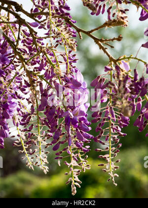 Wisteria sinensis a Chenies Manor House e giardino.vista verticale attraverso rami del fiore. Bella la retroilluminazione; sfondo verde. Foto Stock