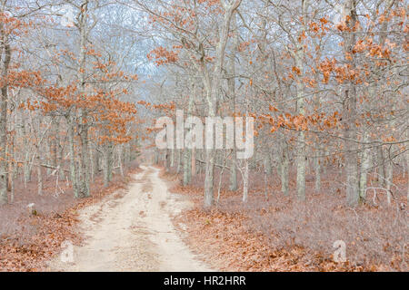 Strada sterrata che conduce attraverso i boschi in inverno Foto Stock