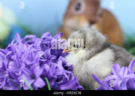 Piccolo Blu pulcino Cohin nel mezzo di fiori di primavera. Estrema profondità di campo con una certa sfocatura e messa a fuoco selettiva sul pulcino. Foto Stock