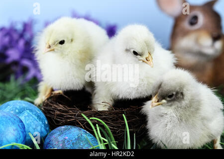 Tre simpatici pulcini sedersi in un nido circondato da uova di Pasqua. Estrema profondità di campo con il fuoco selettivo sul centro pulcini faccia. Foto Stock