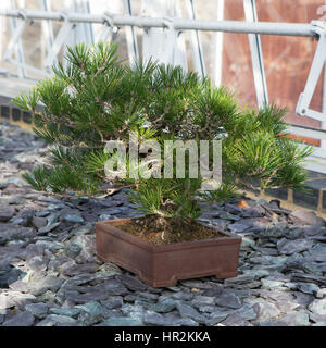 I giapponesi a pino nero bonsai tree (Pinus Thumbergii) Foto Stock