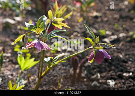 Rosa di Natale, Corsica, l'elleboro Helleborus argutifolius Foto Stock